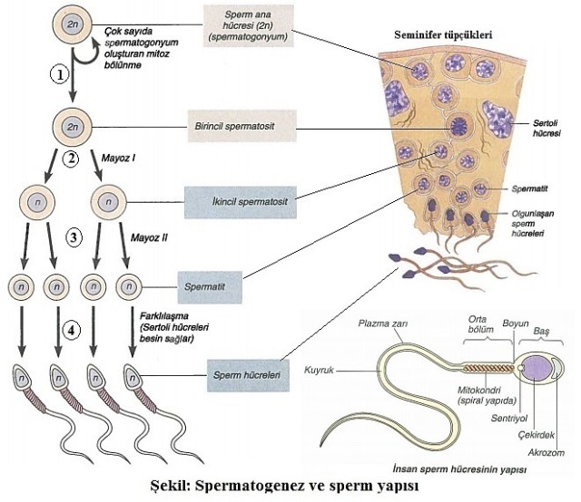 Spermiyogenez ve Spermatogenez Arasındaki Kritik Farklar [2026 Uzman Rehberi] - Kapak Görseli